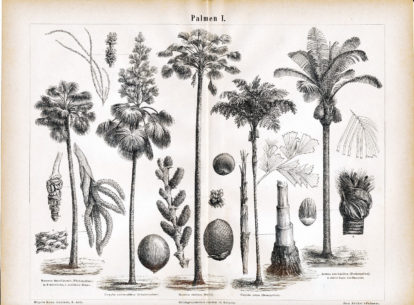 Ilustração das palmáceas presentes na região do Matopiba - litografia presente na enciclopédia alemã 